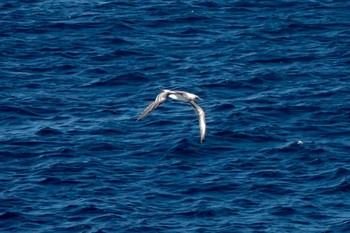 Australasian Gannet シドニー Fri, 6/29/2018