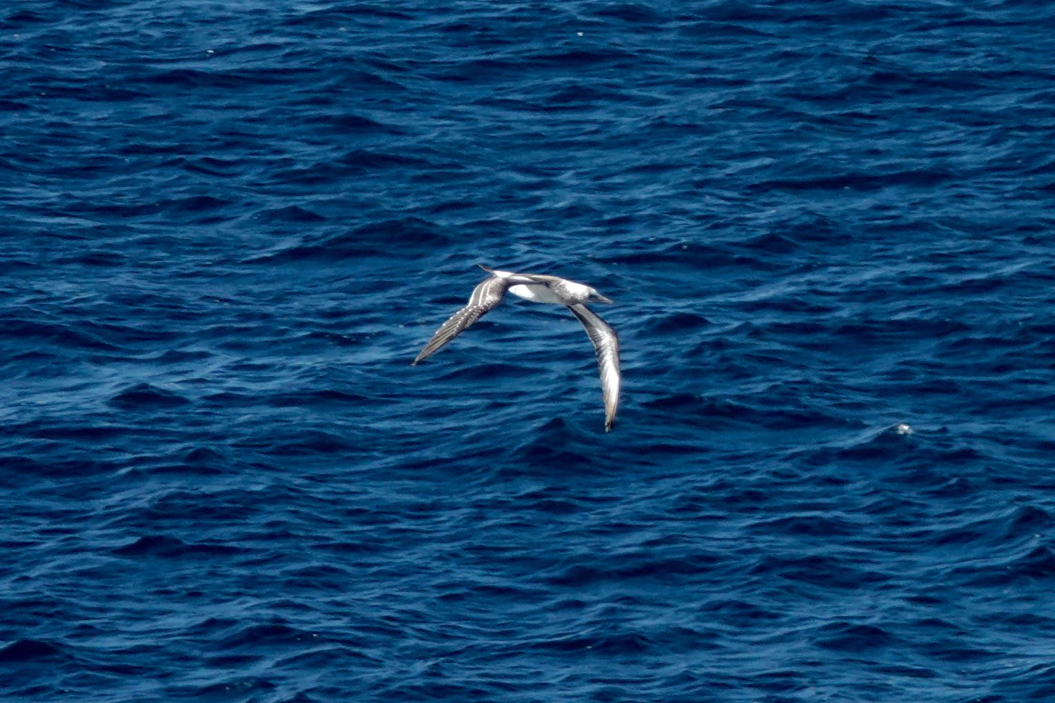 Australasian Gannet