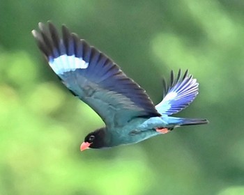 Oriental Dollarbird 天龍村 Unknown Date