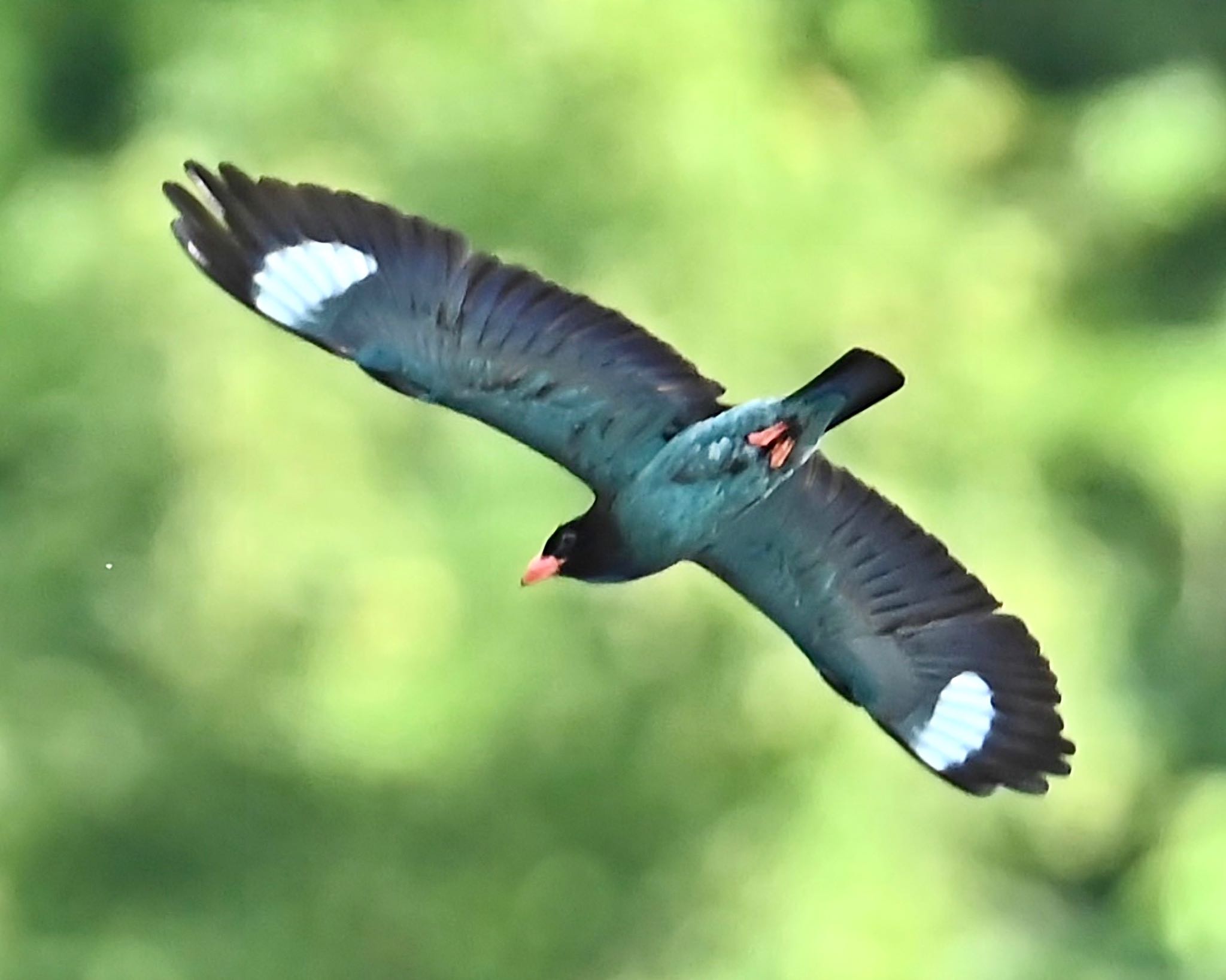 Photo of Oriental Dollarbird at 天龍村 by emi