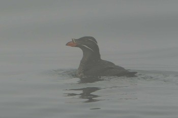 Rhinoceros Auklet 落石ネイチャークルーズ Fri, 6/16/2023