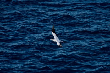 Australasian Gannet シドニー Fri, 6/29/2018