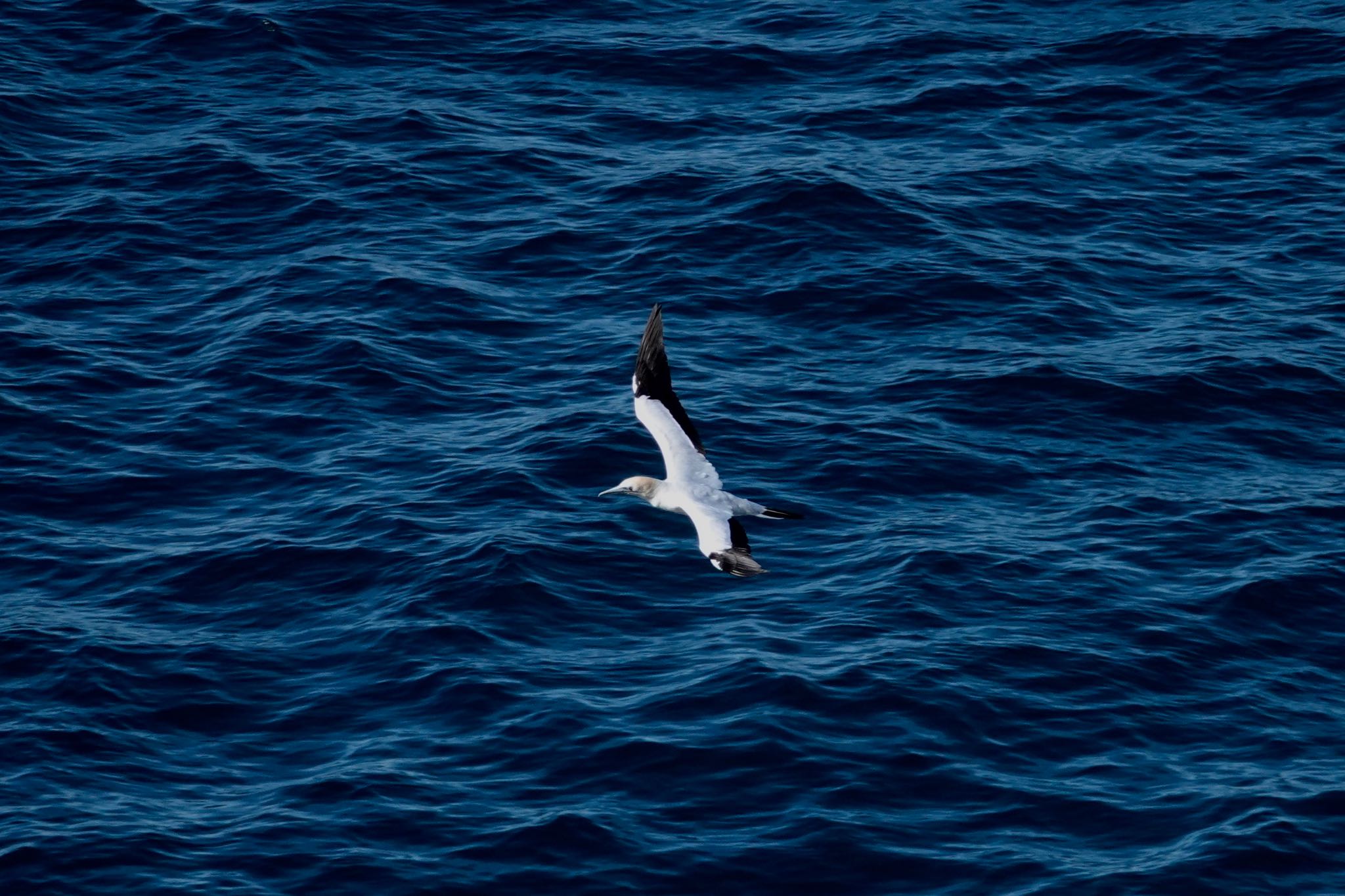 Australasian Gannet