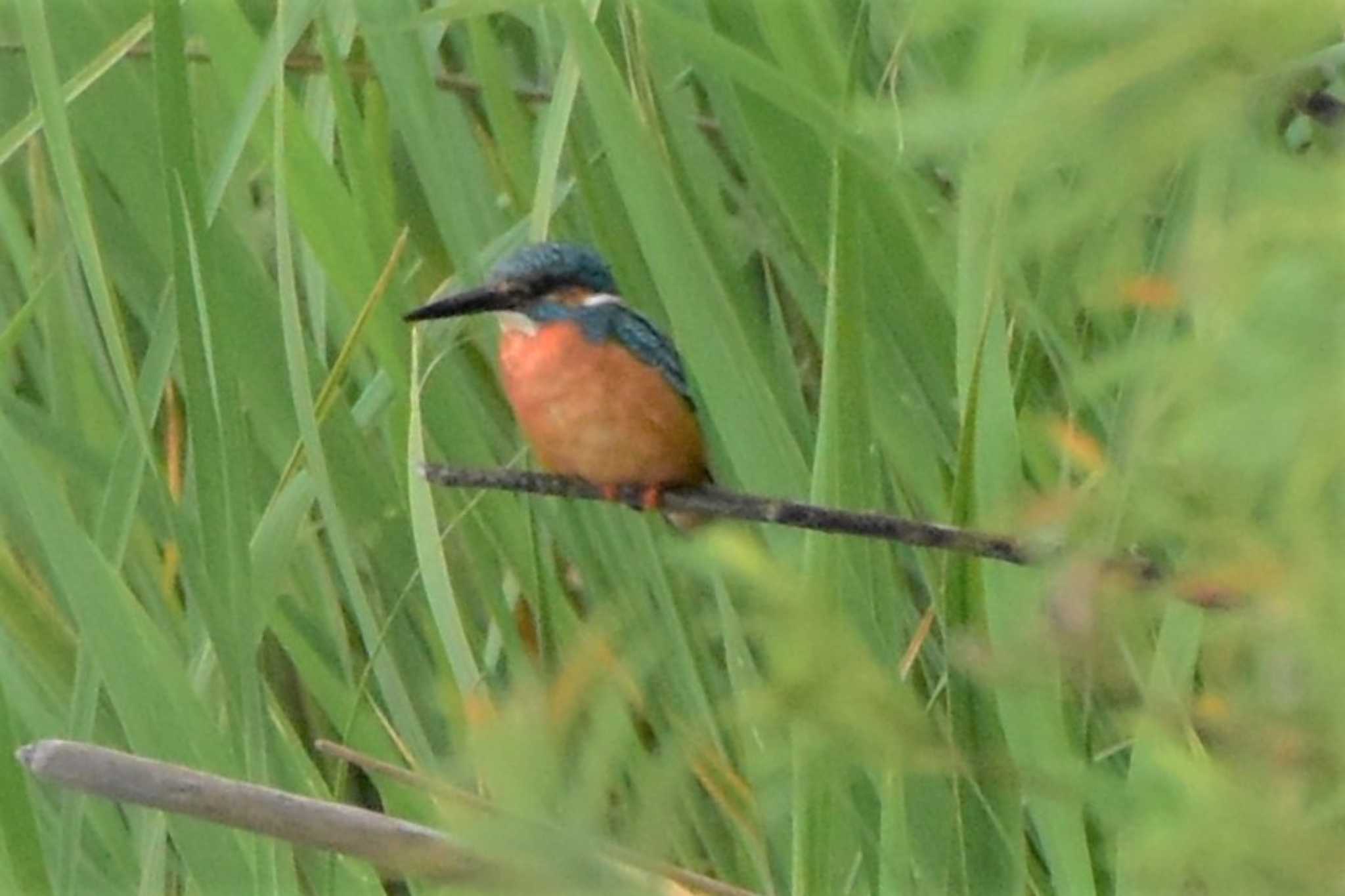 モエレ沼公園札幌 カワセミの写真