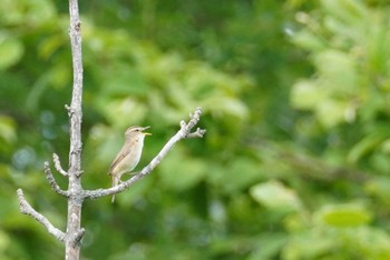 Black-browed Reed Warbler 石狩 茨戸川 Sat, 6/10/2023