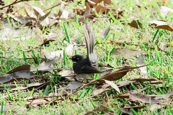 Grey Fantail