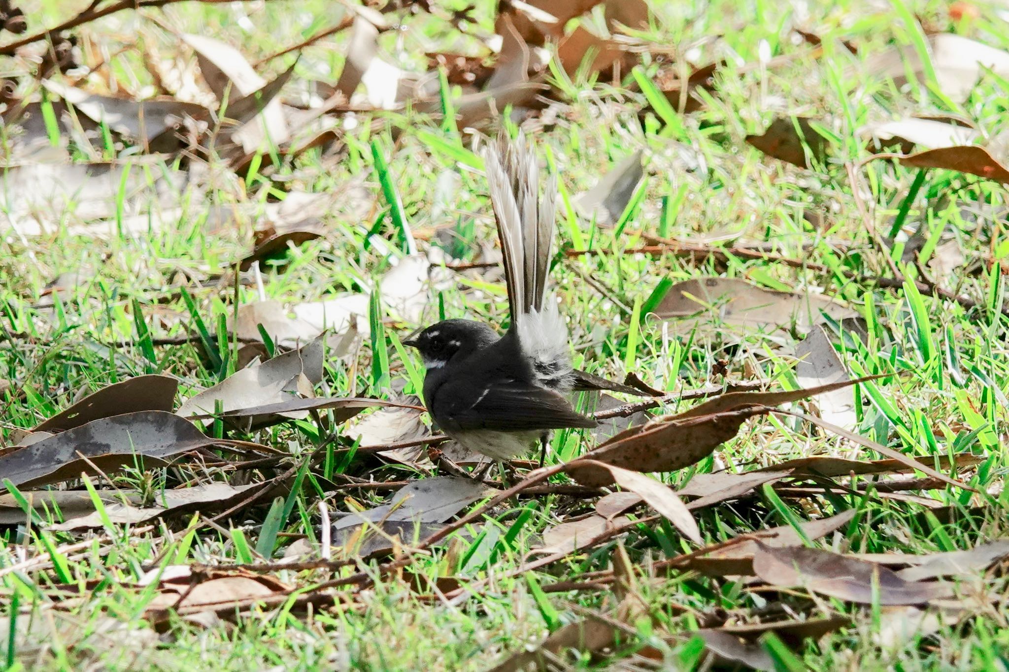 Photo of Grey Fantail at シドニー by のどか