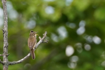 Black-browed Reed Warbler 石狩 茨戸川 Sat, 6/10/2023