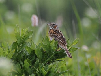 Chestnut-eared Bunting Kirigamine Highland Tue, 7/18/2023