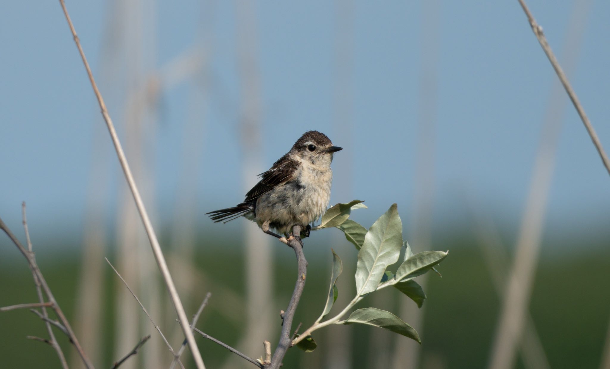 Photo of Amur Stonechat at はまなすの丘公園(石狩市) by マルCU