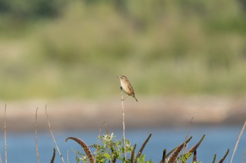 Black-browed Reed Warbler はまなすの丘公園(石狩市) Sun, 6/25/2023