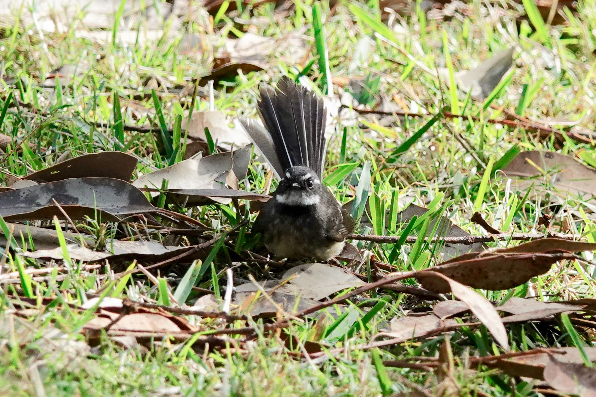 Grey Fantail