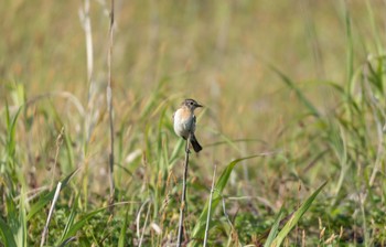 Amur Stonechat はまなすの丘公園(石狩市) Sun, 6/25/2023