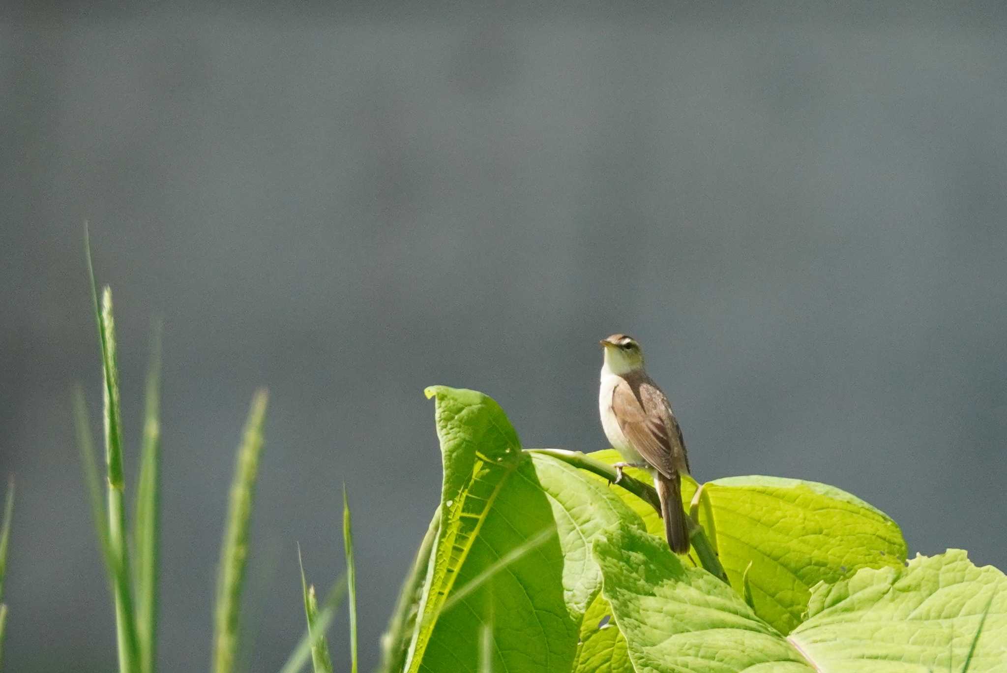 Photo of Black-browed Reed Warbler at 石狩 茨戸川 by くまちん