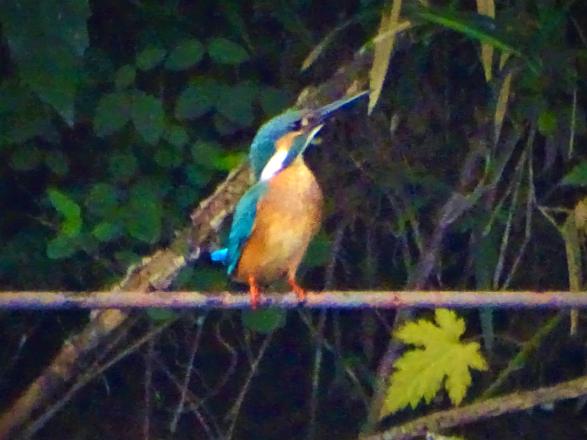 舞岡公園 カワセミの写真