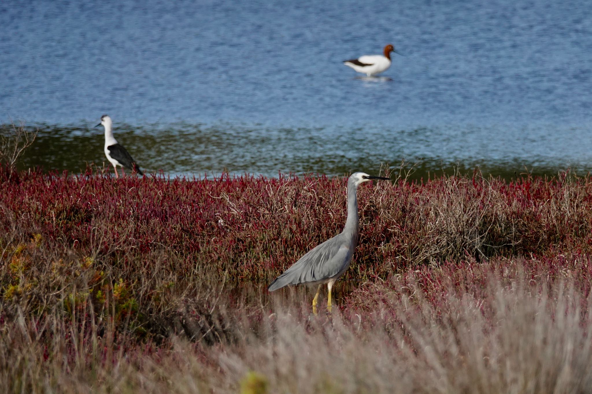 White-faced Heron