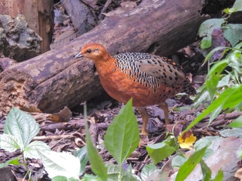 Ferruginous Partridge Kaeng Krachan National Park Fri, 6/30/2023