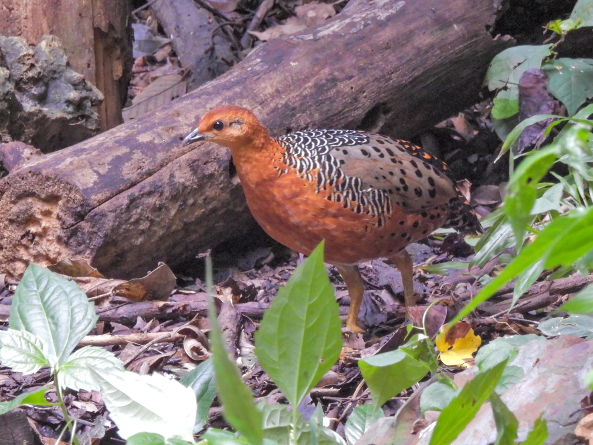 Ferruginous Partridge