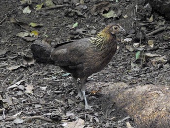 Red Junglefowl Kaeng Krachan National Park Fri, 6/30/2023