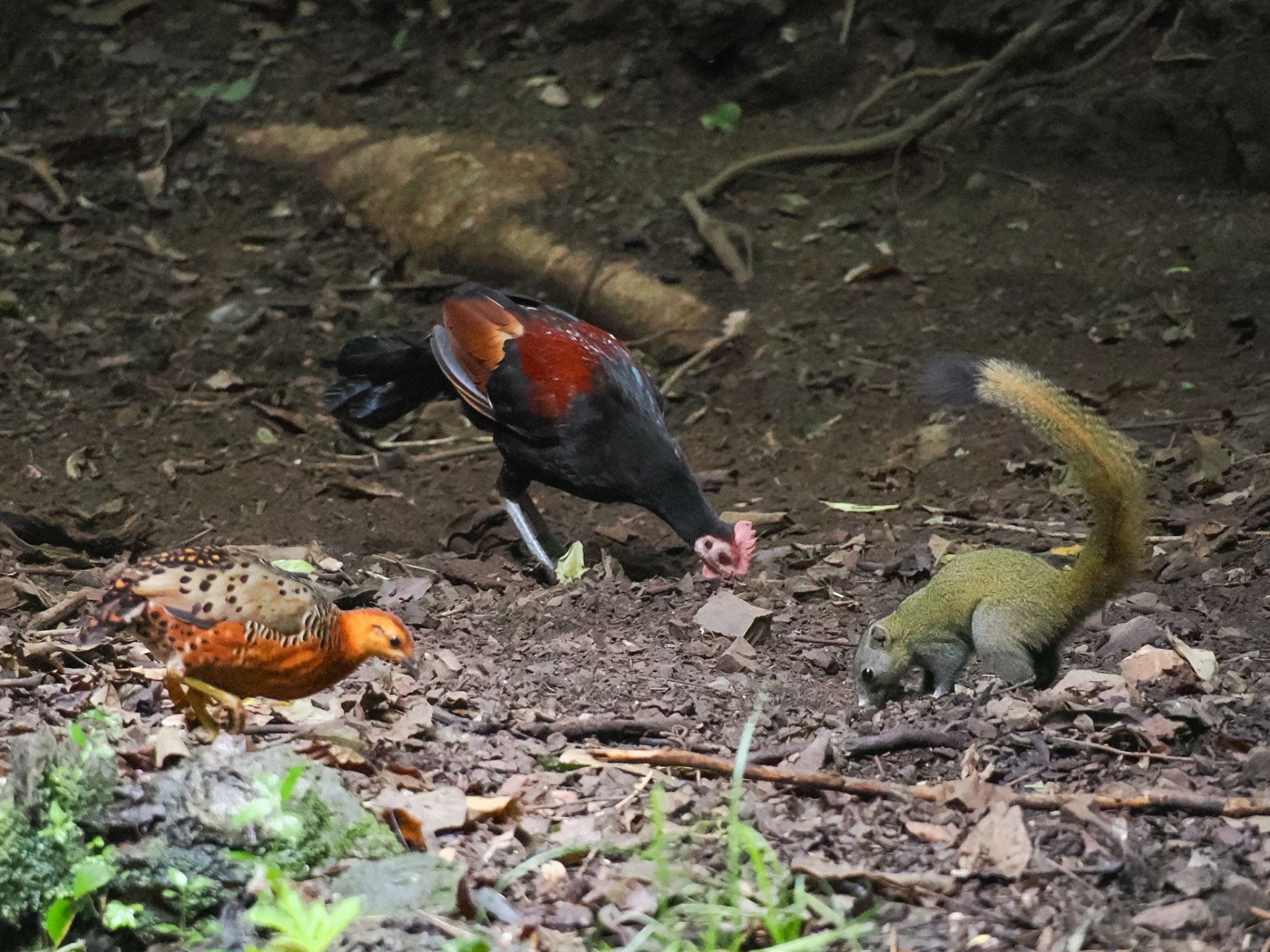 Ferruginous Partridge