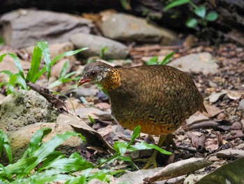 Green-legged Partridge Kaeng Krachan National Park Fri, 6/30/2023