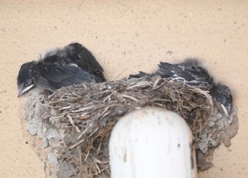 Barn Swallow 横浜市青葉区 Mon, 7/17/2023