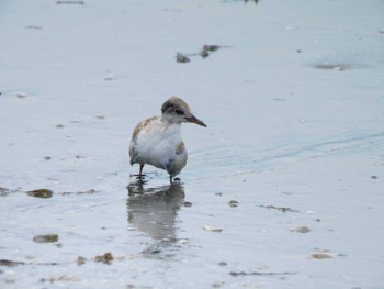 2023年7月20日(木) 検見川浜コアジサシ保護区の野鳥観察記録