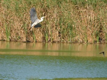 2023年7月20日(木) 21世紀の森と広場(千葉県松戸市)の野鳥観察記録