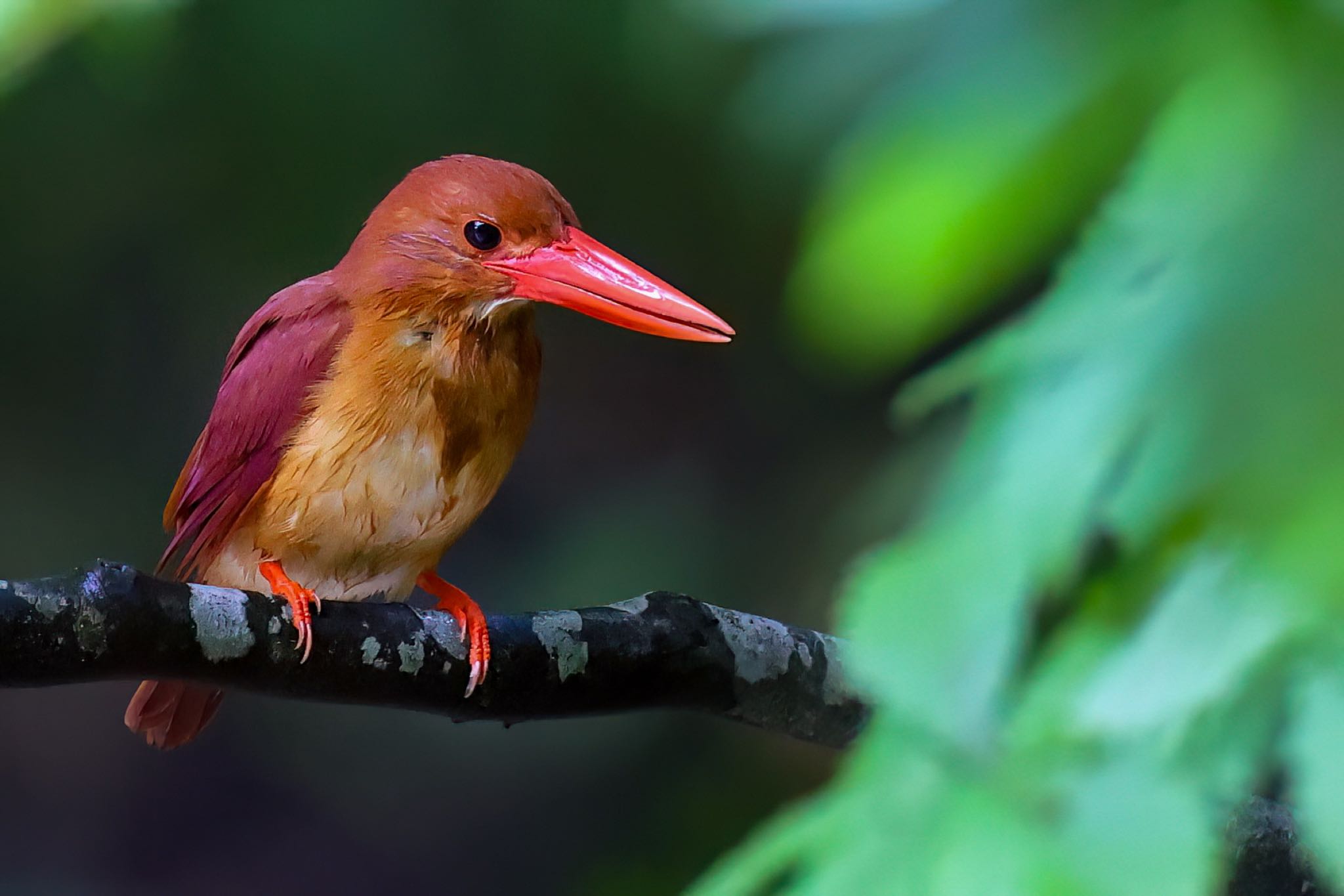 Photo of Ruddy Kingfisher at  by amachan