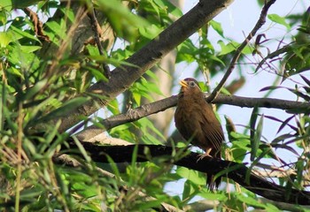 2018年8月14日(火) 浅羽ビオトープの野鳥観察記録