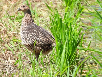 Green Pheasant 山口県 Mon, 7/17/2023