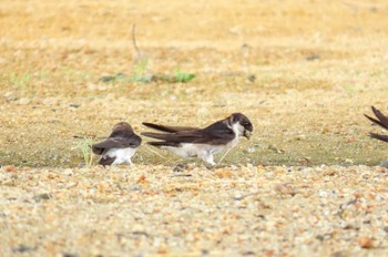 イワツバメ 野洲川河川敷 2023年6月27日(火)