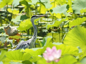 アオサギ 万博公園 2023年7月17日(月)