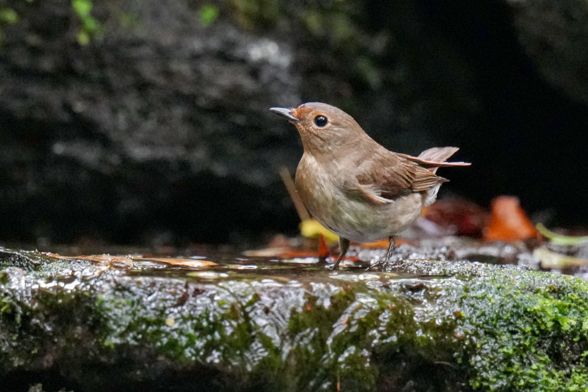 大洞の水場 オオルリの写真 by アポちん