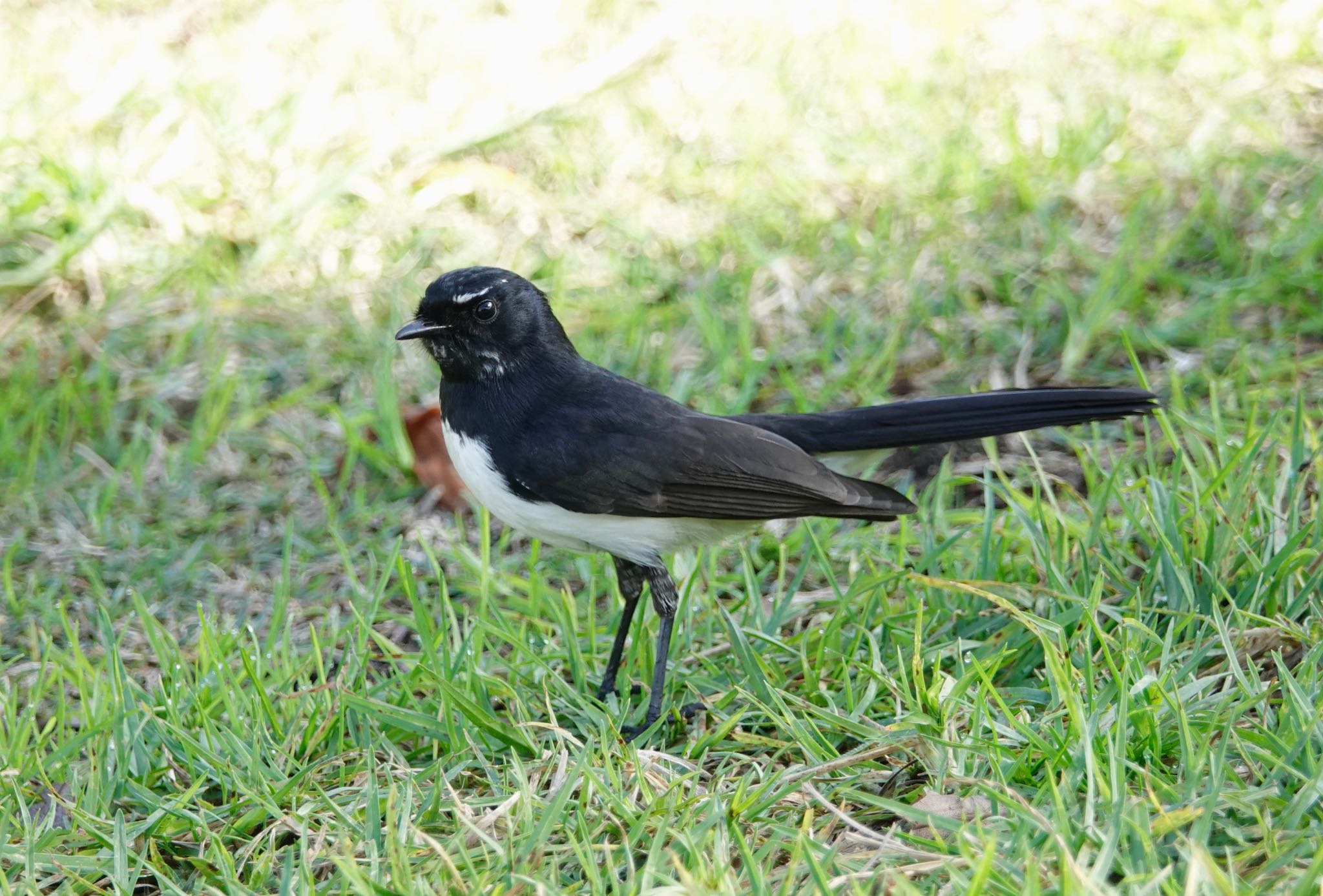 ヨコフリオウギビタキ