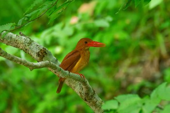 Ruddy Kingfisher Unknown Spots Wed, 7/19/2023