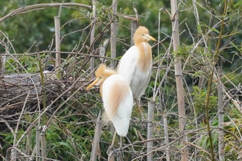 アマサギ 埼玉県 2023年6月6日(火)