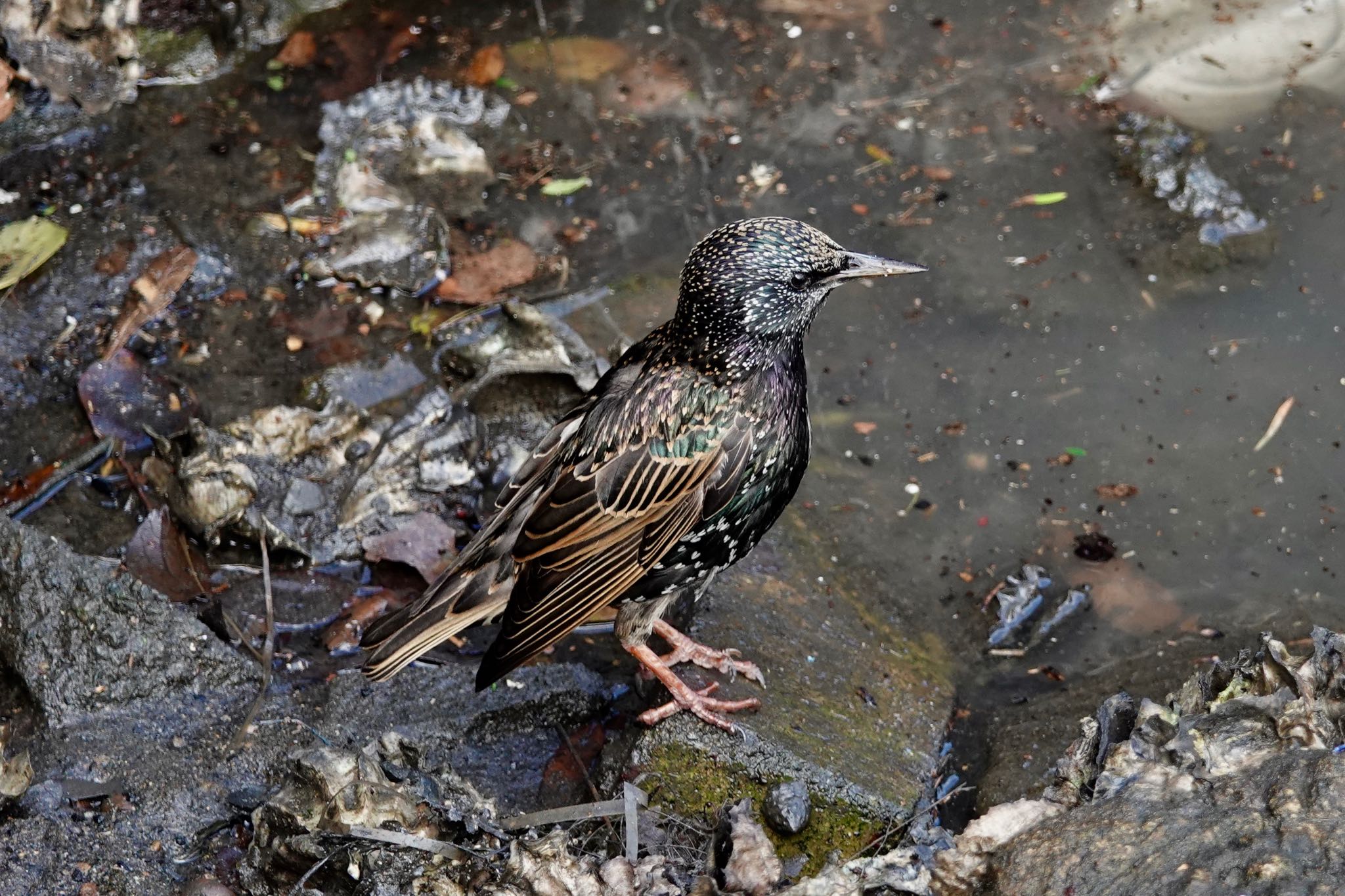 Common Starling