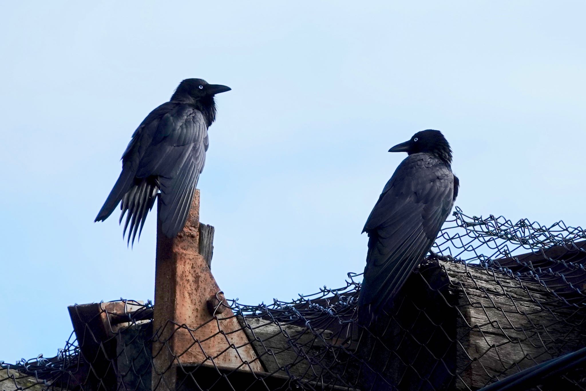 Australian Raven