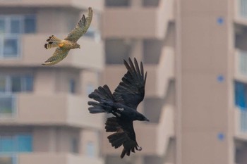 チョウゲンボウ 明石市大久保町 2023年7月2日(日)