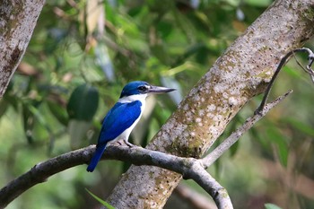 ナンヨウショウビン Sungei Buloh Wetland Reserve 2018年7月16日(月)