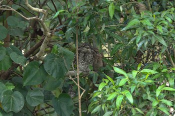 パプアガマグチヨタカ Flecker Botanical Garden(Cairns) 2018年5月7日(月)