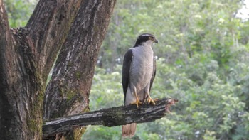 オオタカ 長沼公園 2023年7月21日(金)