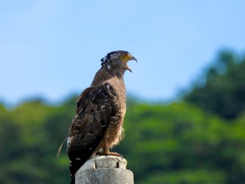 Crested Serpent Eagle Ishigaki Island Fri, 7/21/2023