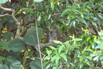 パプアガマグチヨタカ Flecker Botanical Garden(Cairns) 2018年5月8日(火)