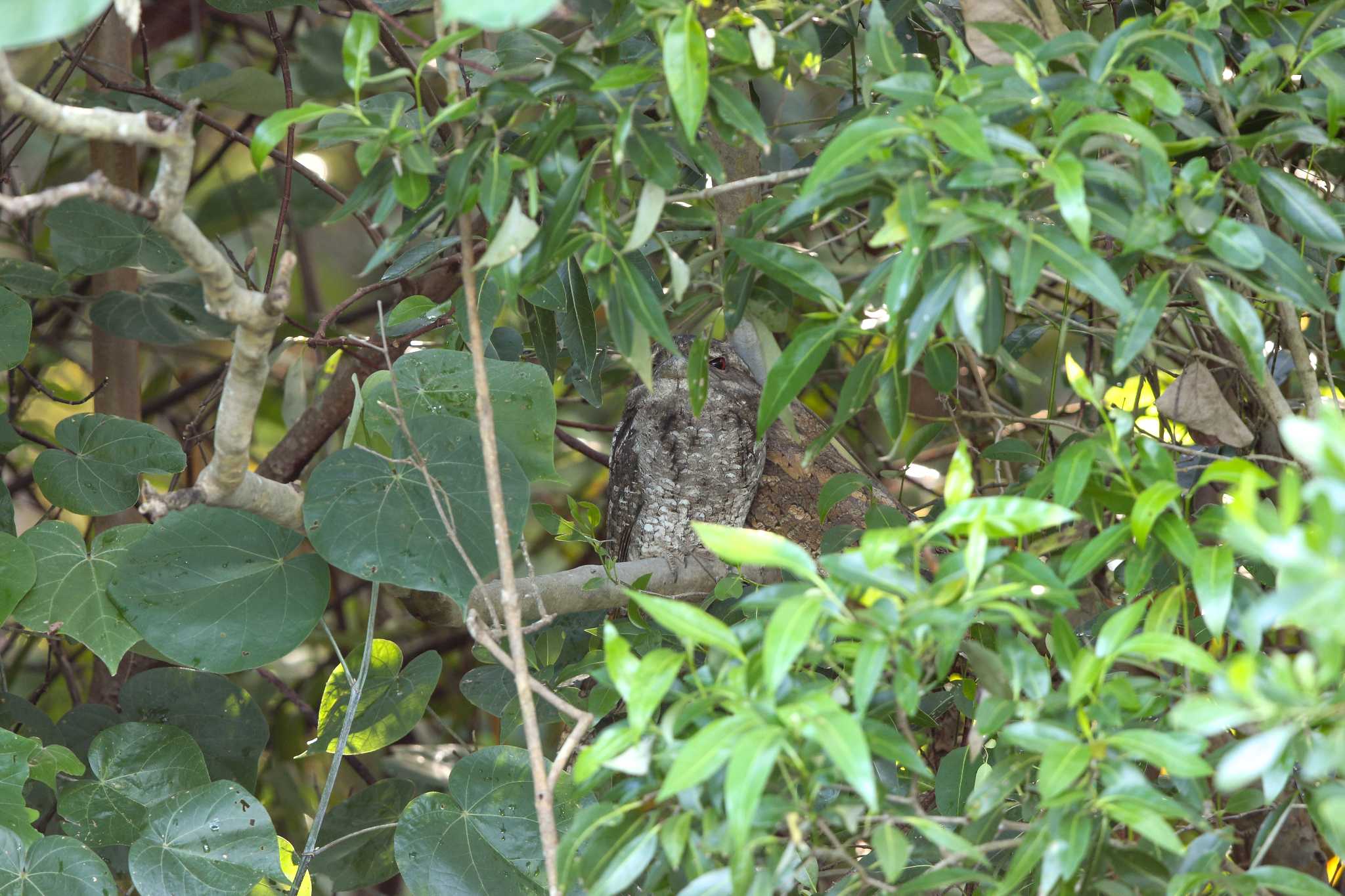 Photo of Papuan Frogmouth at Flecker Botanical Garden(Cairns) by Trio