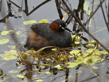 2023年7月21日(金) 江津湖の野鳥観察記録