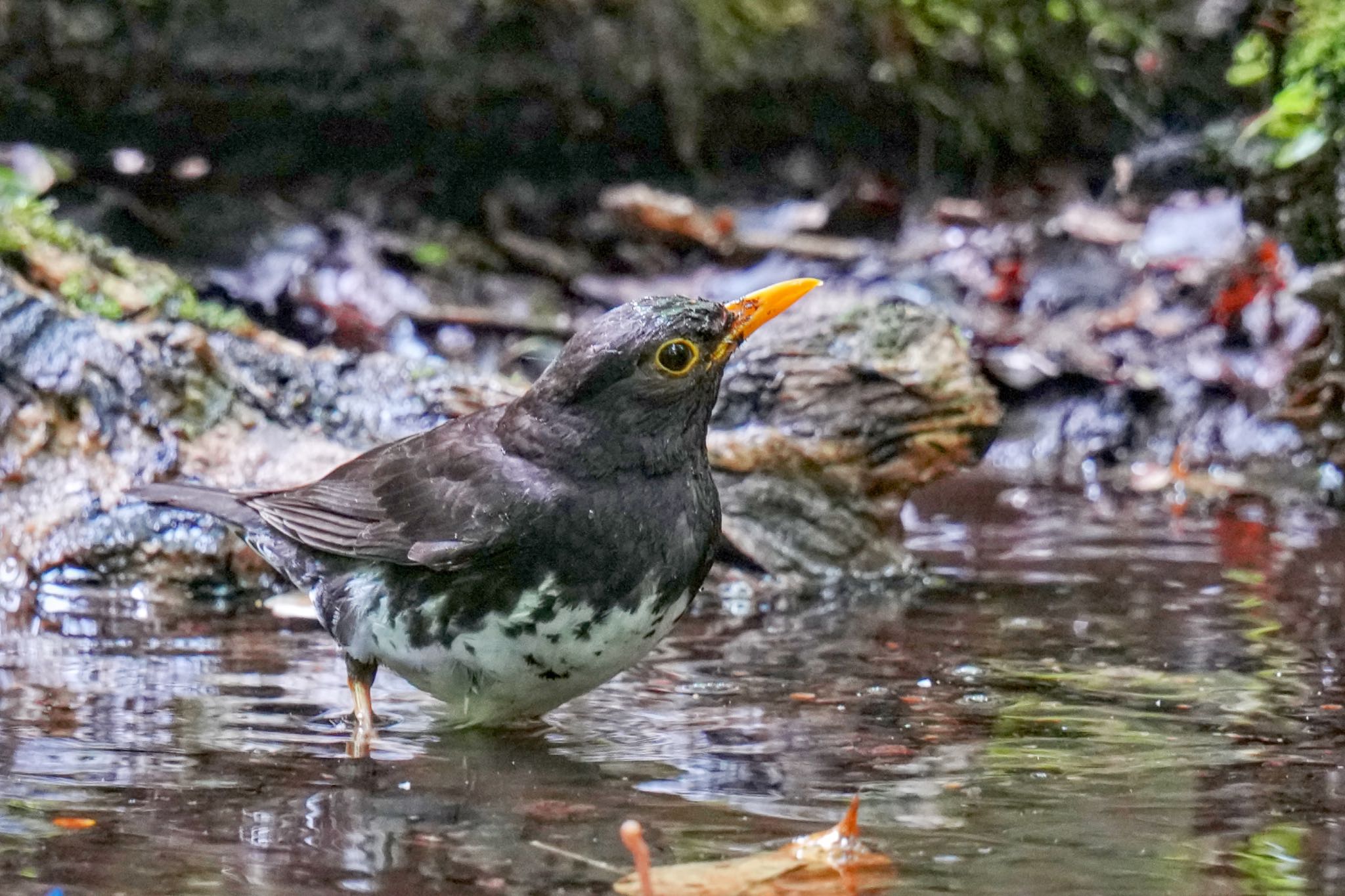 クロツグミ