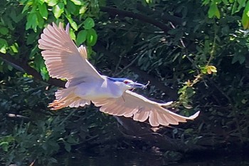 Black-crowned Night Heron 小畔水鳥の郷公園 Fri, 7/21/2023