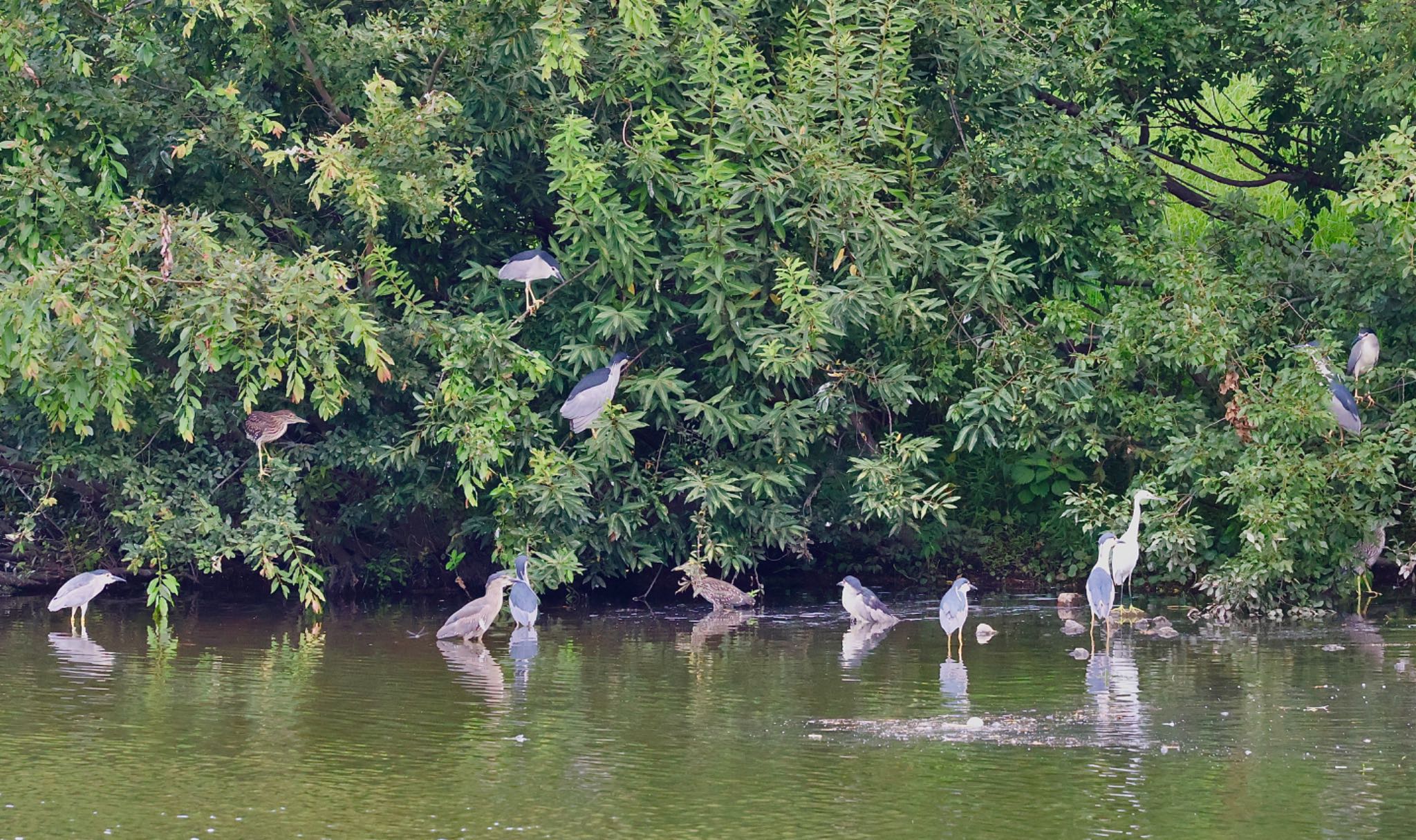 Black-crowned Night Heron